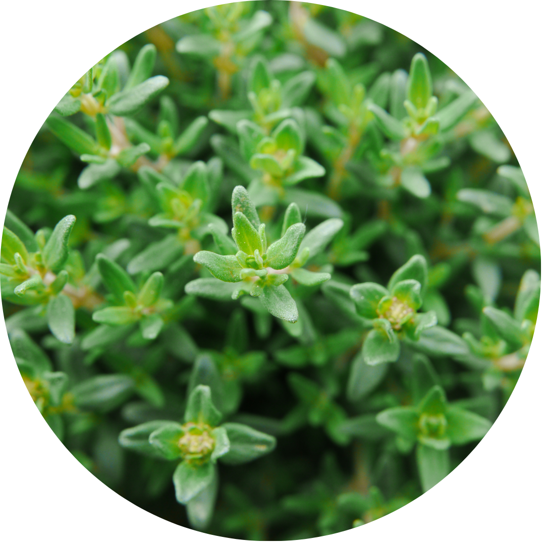 Thyme 'English