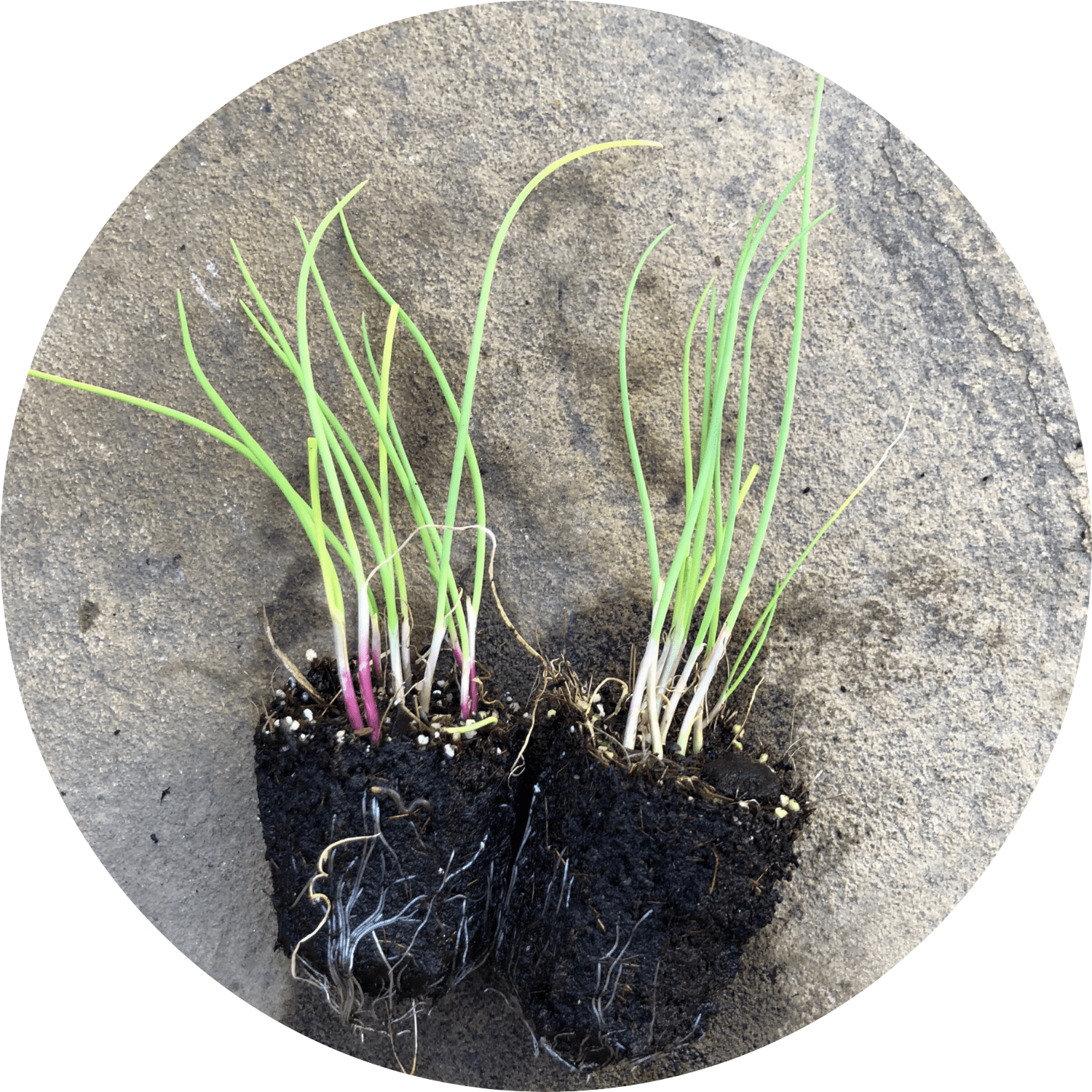 Sprint Scallions – Planted Places