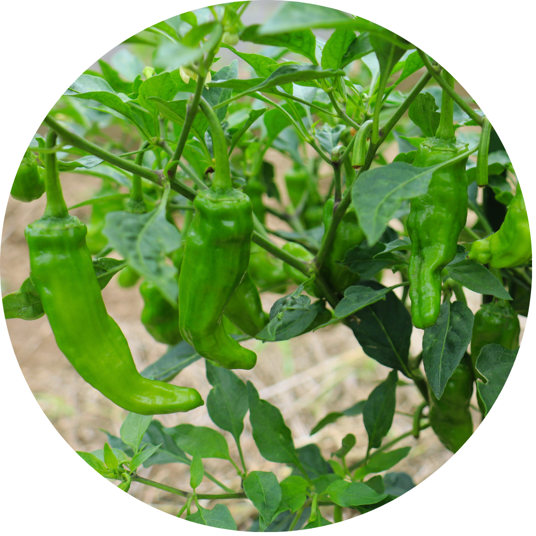 shishito-pepper-planted-places