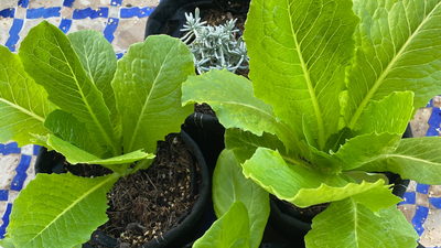 Fall Lettuce Growing: Why Fall is the Ideal Season