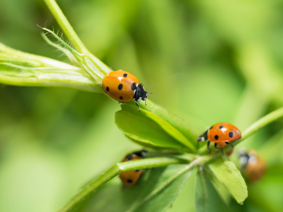 image of a lady bug as a beneficial predator for insects as a use for integrated pest management.