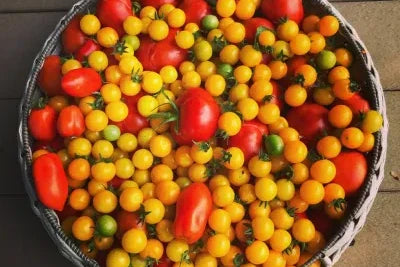 Tomato Harvest in a Bowl