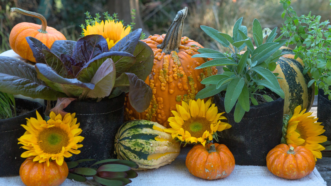 Fall Garden Stock Photo