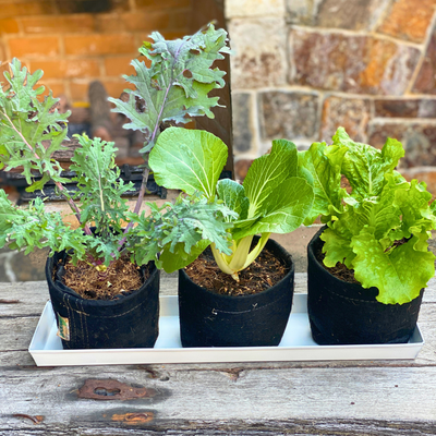 Cape Cod White Galvanized Steel Planter Tray