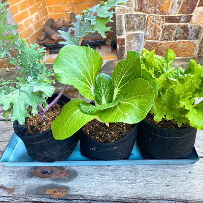 Nantucket Blue Galvanized Steel Planter Tray