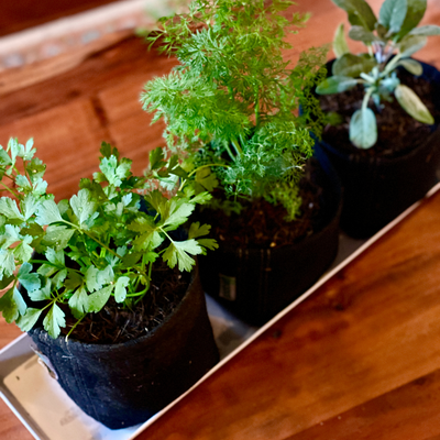 Organic Herb Garden Kits