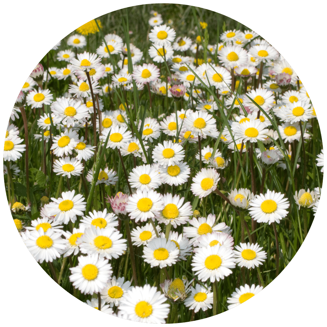 Bellis English Daisy