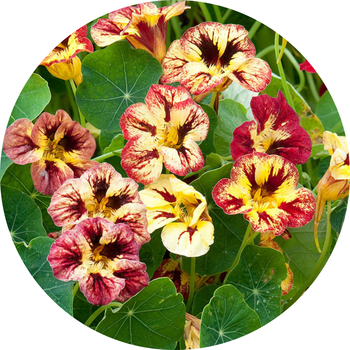 Bloody Mary Nasturtium