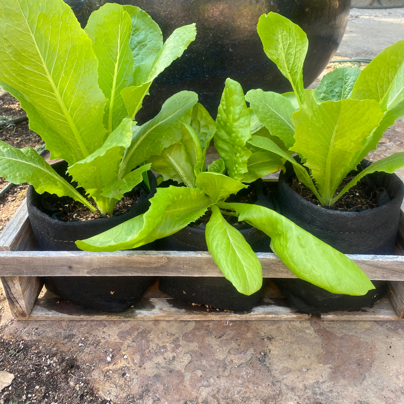 Custom Garden Gift Box - 3 months!