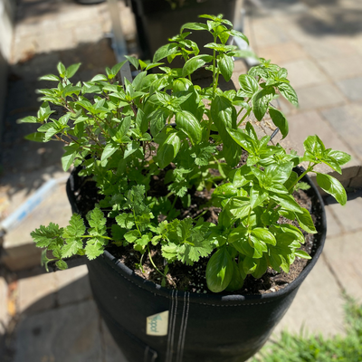 Pesto Pot Grow Kit