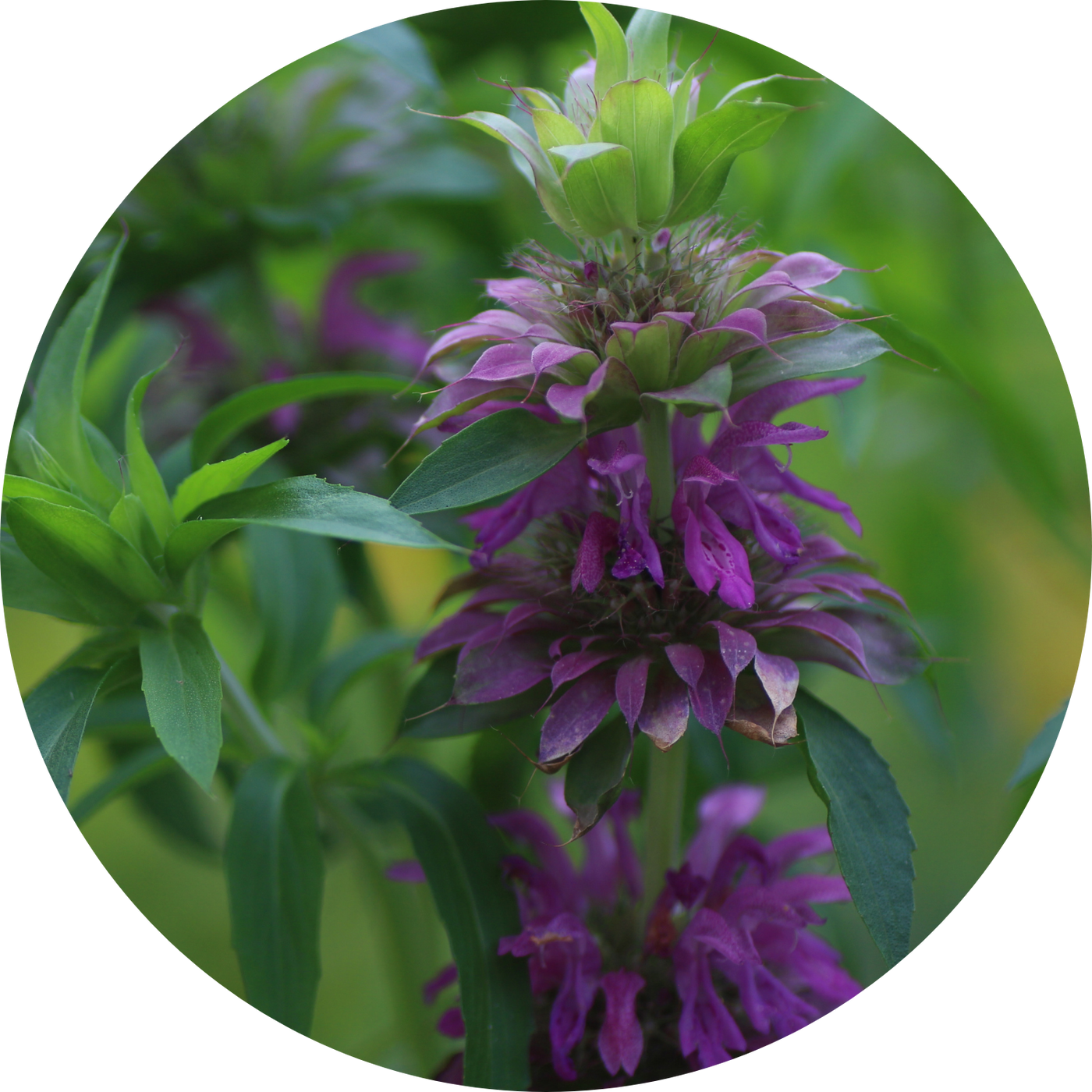 Lemon Bee Balm