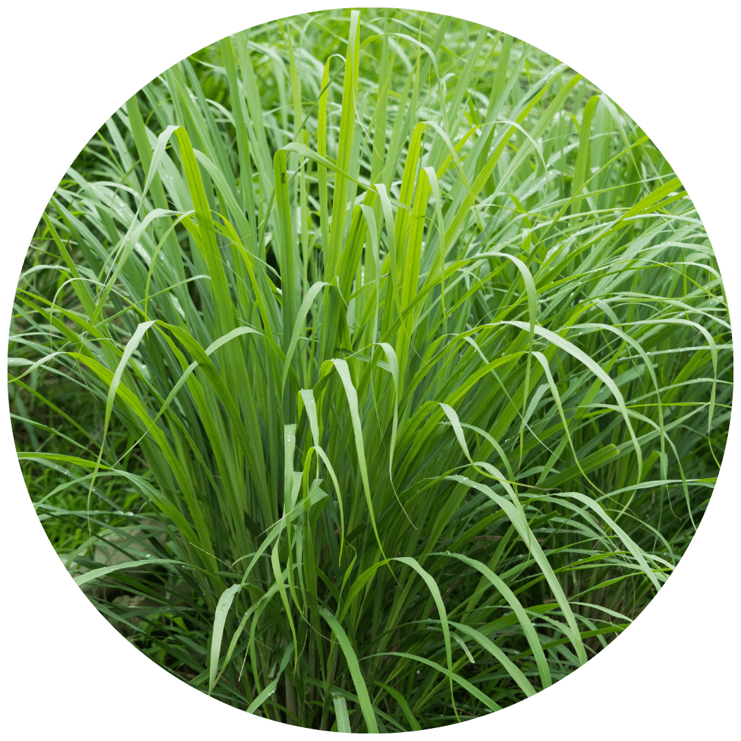 Lemongrass