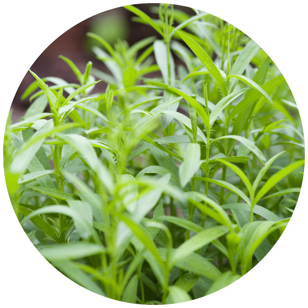 Mexican Tarragon