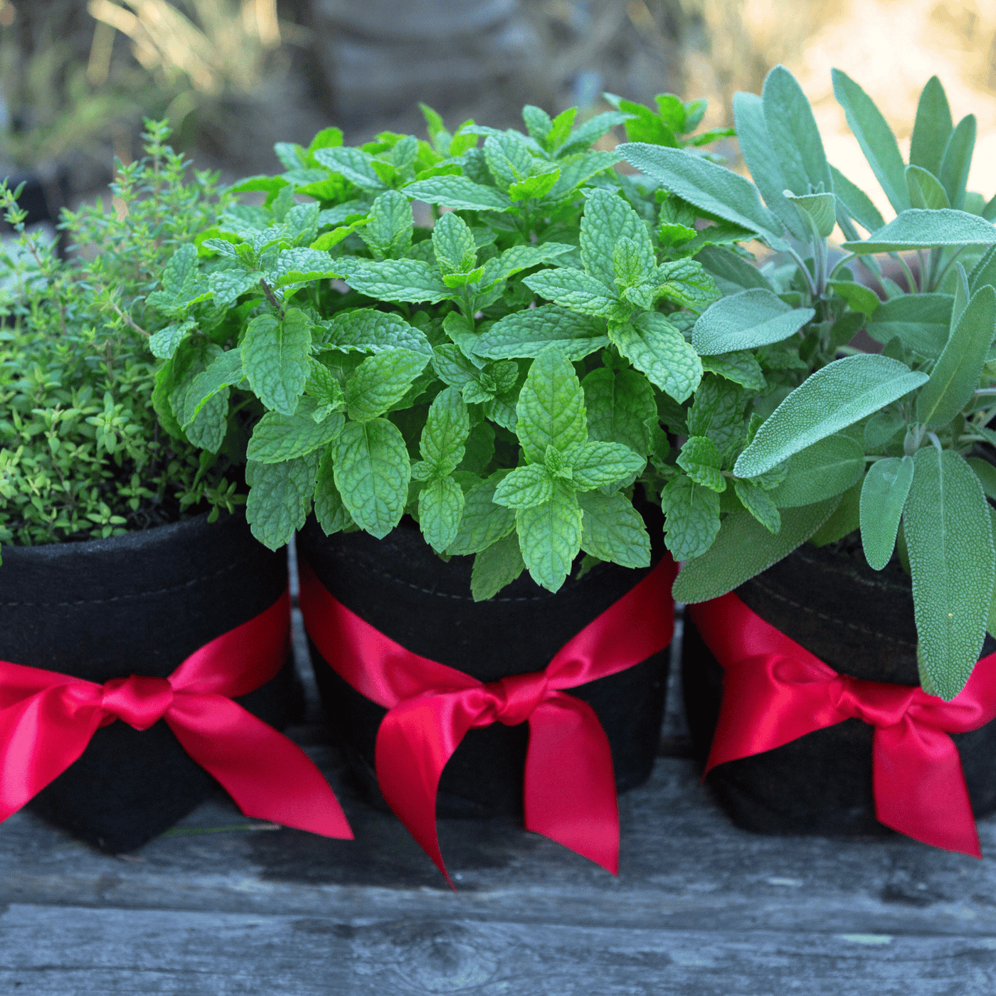 Superfoods Indoor Herb Bundle