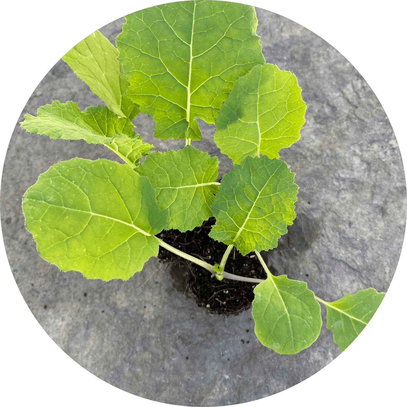 Madeley Kale (Leafy Green)
