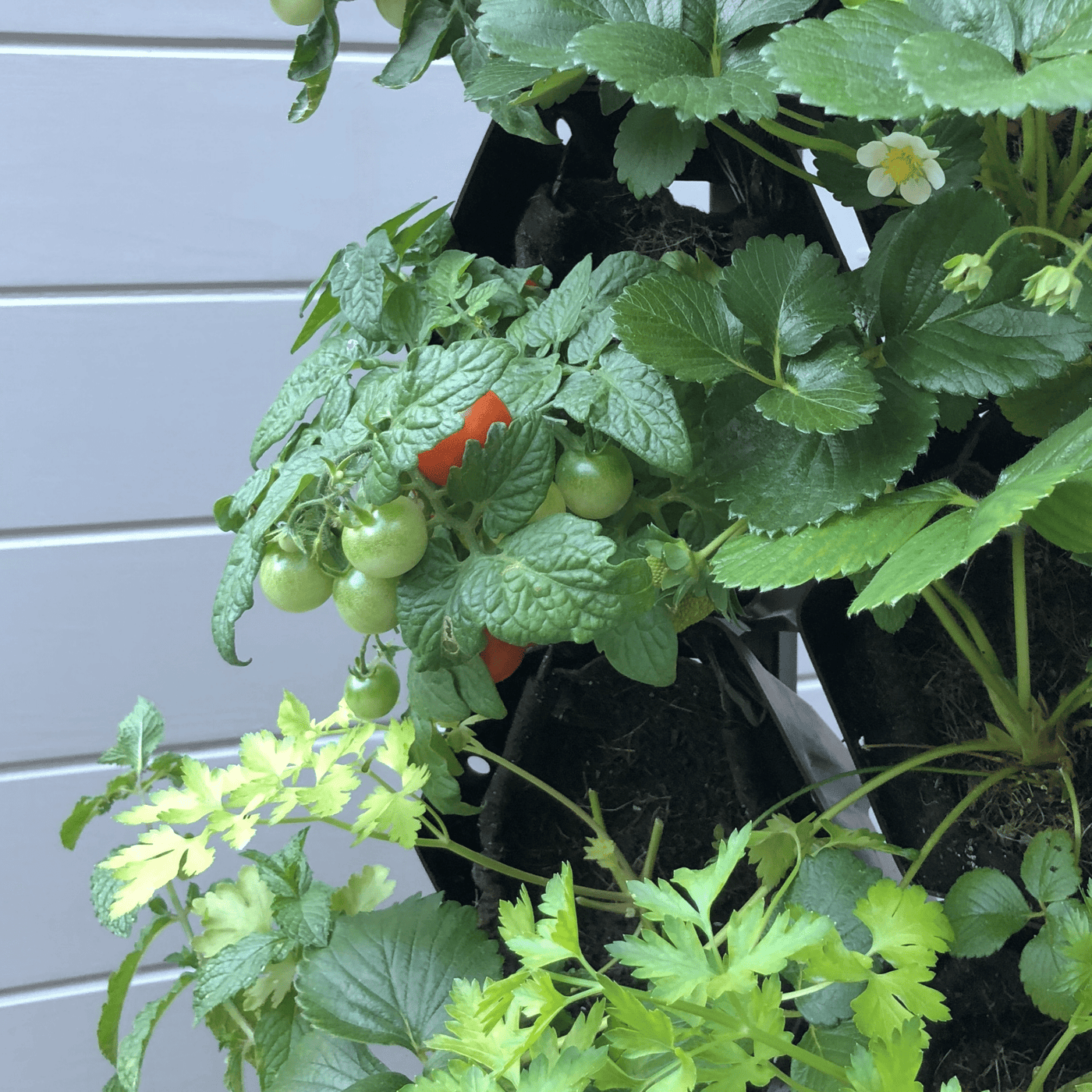 Strawberry Grow Kit